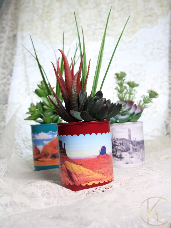 Plants in Cans / Desk Plants